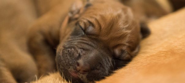 Mr Brown, Juani Rhodesian Ridgebacks