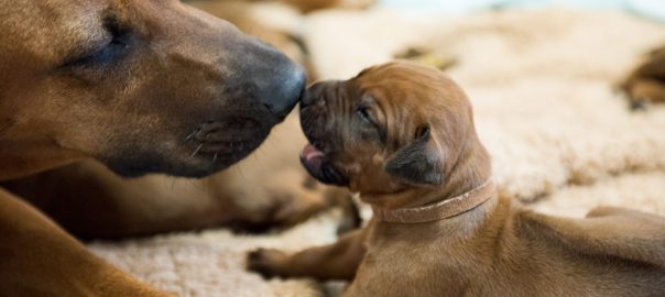 Little Mr Brown and Kamili