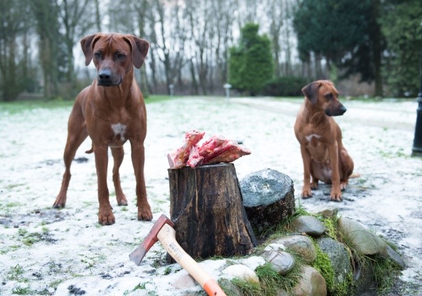 ridgeback BARF