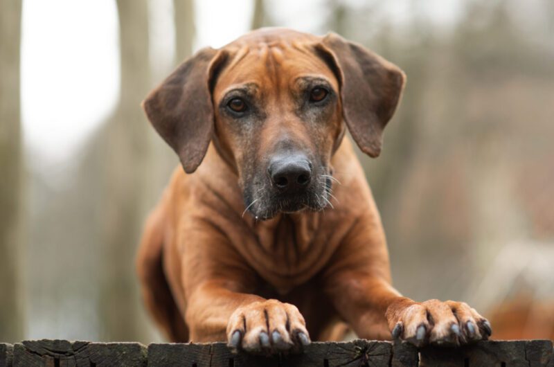 Shangalia Avani Kamili 10år, Rhodesian Ridgeback