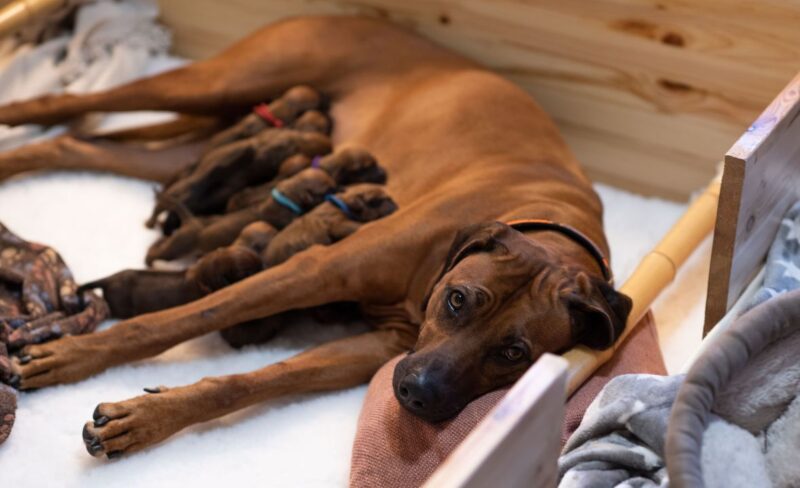 Marula har Rhodesian Ridgeback hvalpe